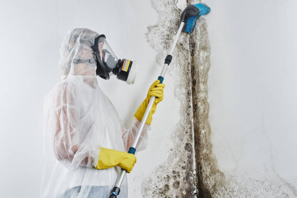 Why You Should Choose Our Mold Remediation Services in Western Lake, TX